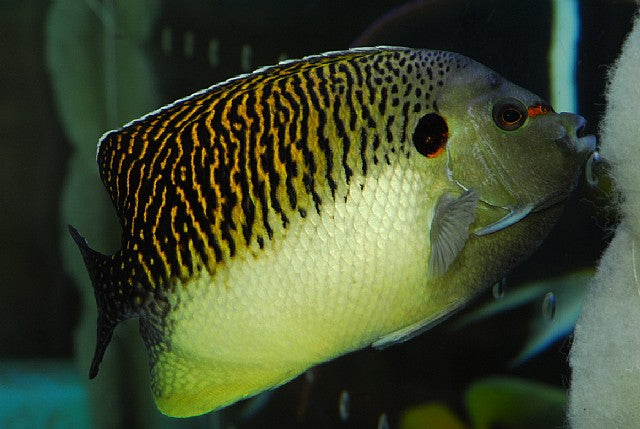 Kingi Angelfish - Violet Sea Fish and Coral