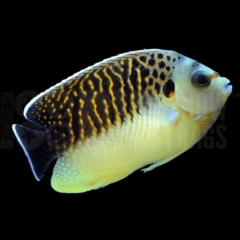 Kingi Angelfish Size: M 3" to 4"