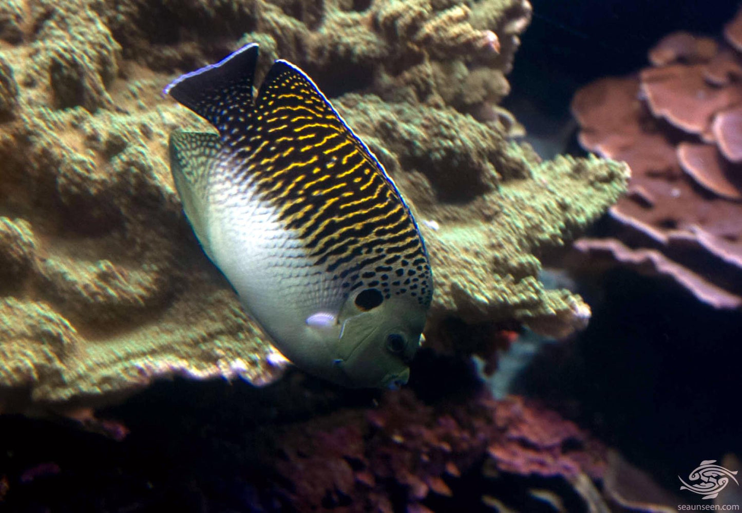 Kingi Angelfish - Violet Sea Fish and Coral