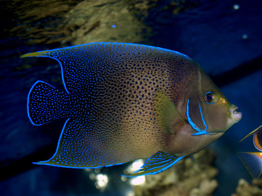 Koran Angelfish Adult - Violet Aquarium