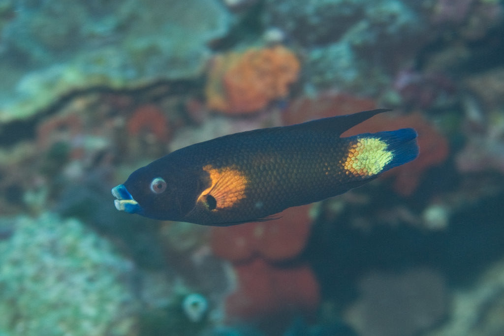 Tubelip Wrasse - Violet Sea Fish and Coral