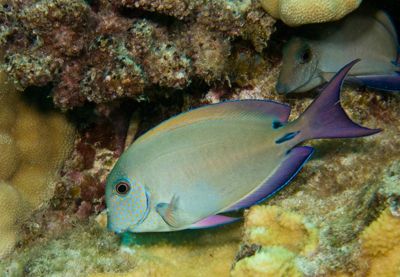 Lavender Tang - Violet Aquarium