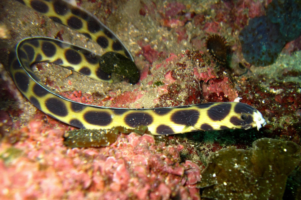 Leopard Snake Eel