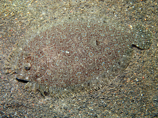 Leopard Flounder - Violet Sea Fish and Coral