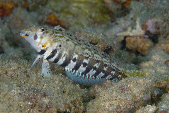 Lizard Blenny