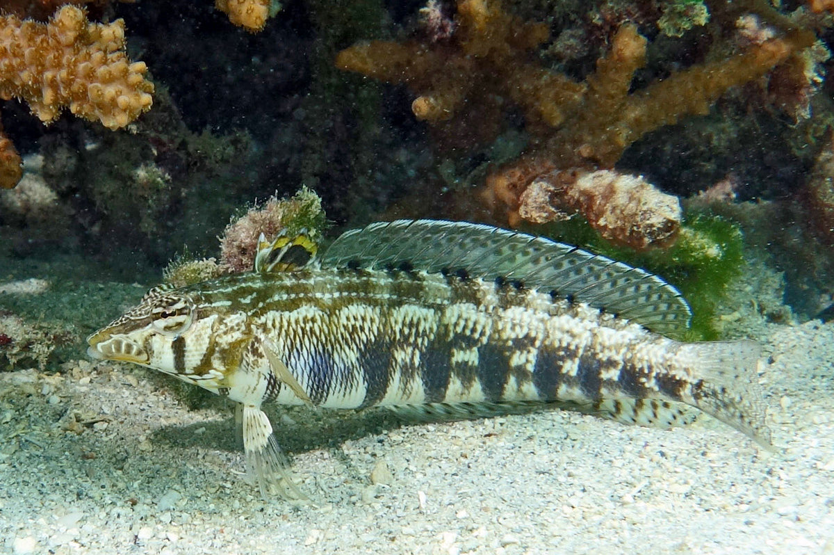 Lizard Blenny