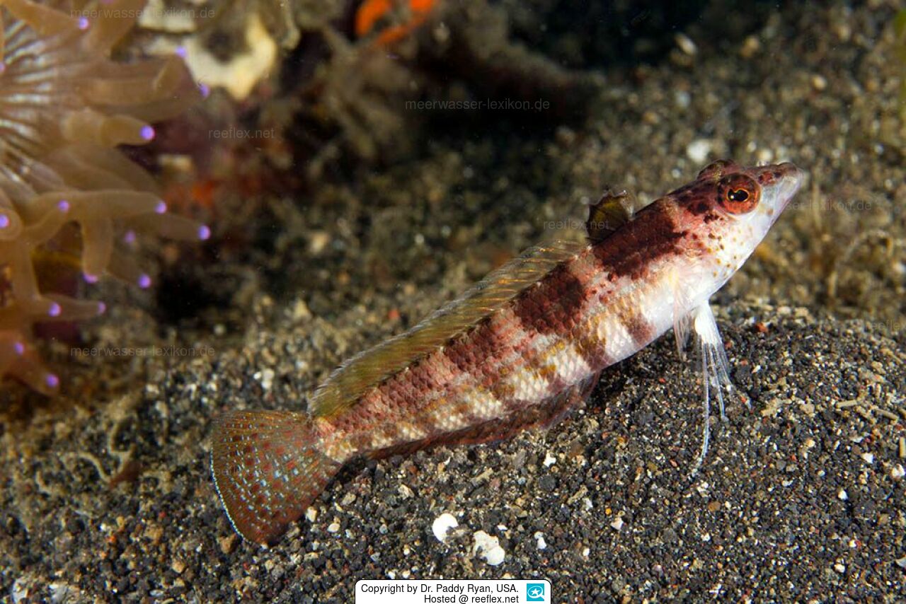 Lizard Blenny