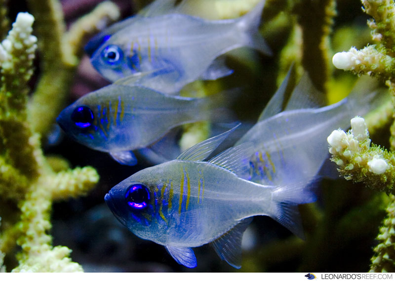 Longspine Bue Eye Cardinal Fish - Violet Aquarium