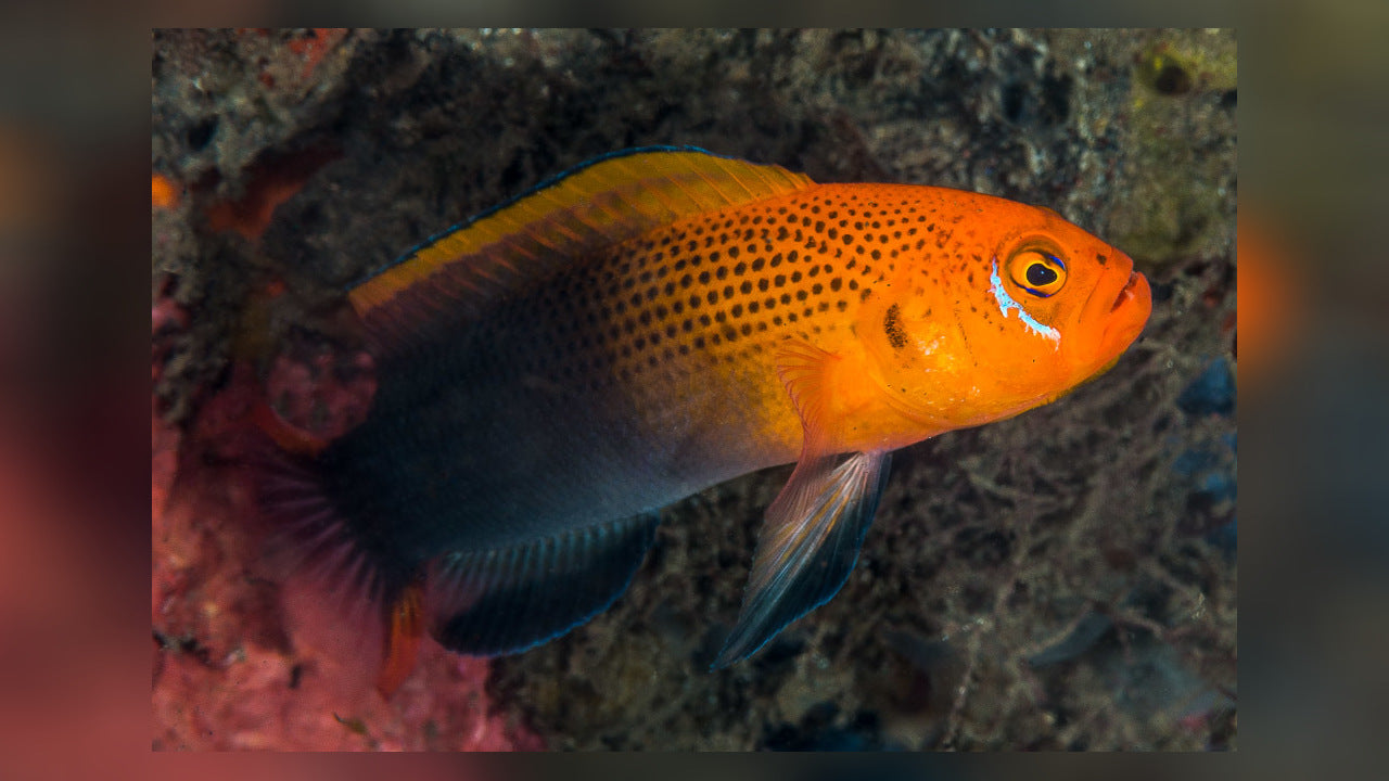 Lyretail Dottyback - Violet Sea Fish and Coral