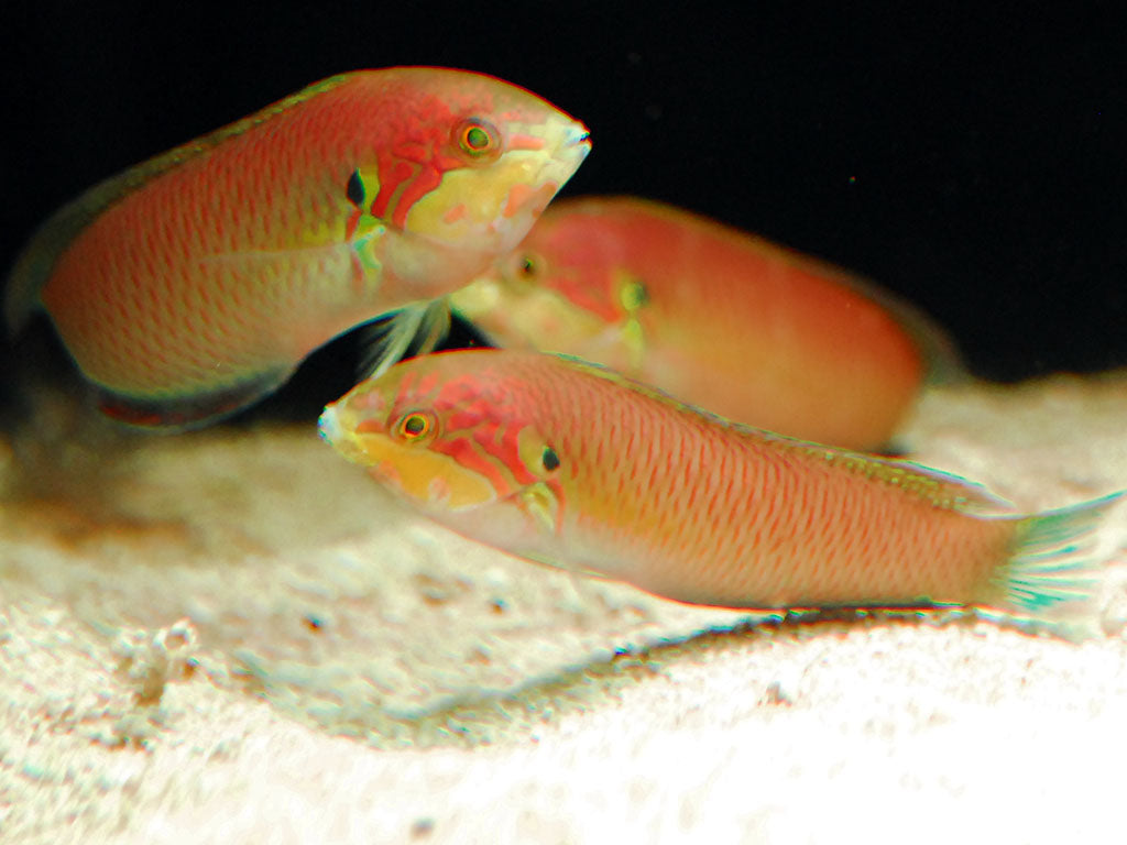 Moyer's Leopard Wrasse - Violet Sea Fish and Coral