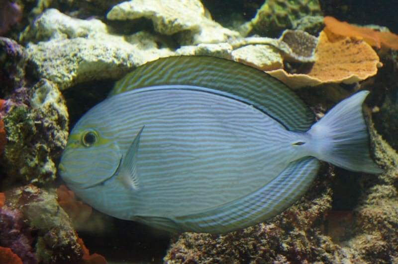 Mata Tang - Violet Sea Fish and Coral