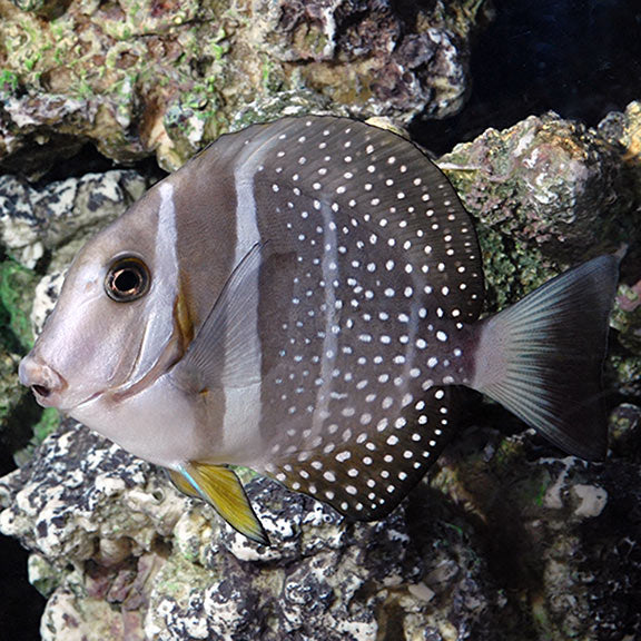 Mustard Guttatus Tang - Violet Sea Fish and Coral