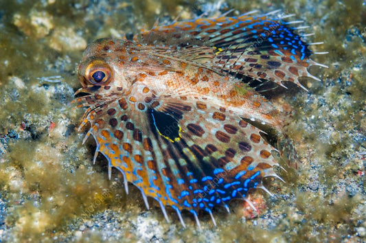 Oriental Flying Gunard - Violet Sea Fish and Coral