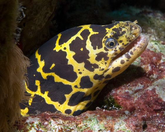 Chainlink Eel - Violet Sea Fish and Coral