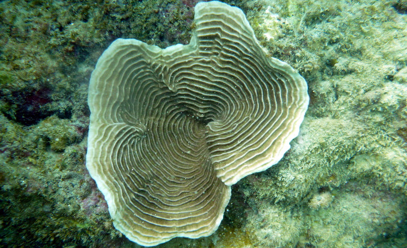 Pachyseries Coral - Violet Sea Fish and Coral