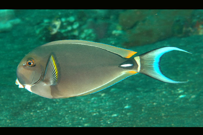 Pale Lipped white Spine Tang – Violet Aquarium