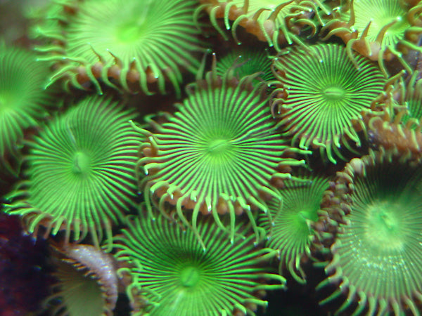 Palythoa Coral Colony (Green) - Violet Sea Fish and Coral