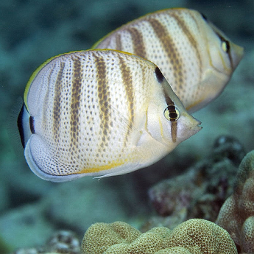 Pebbled Butterflyfish - Violet Aquarium