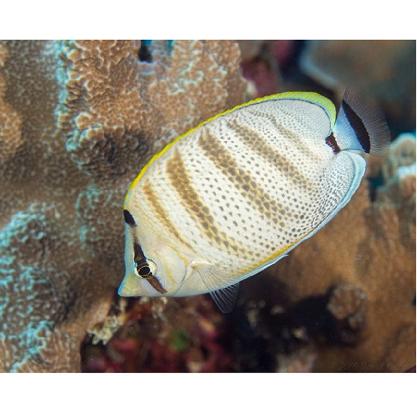 Pebbled Butterflyfish - Violet Aquarium