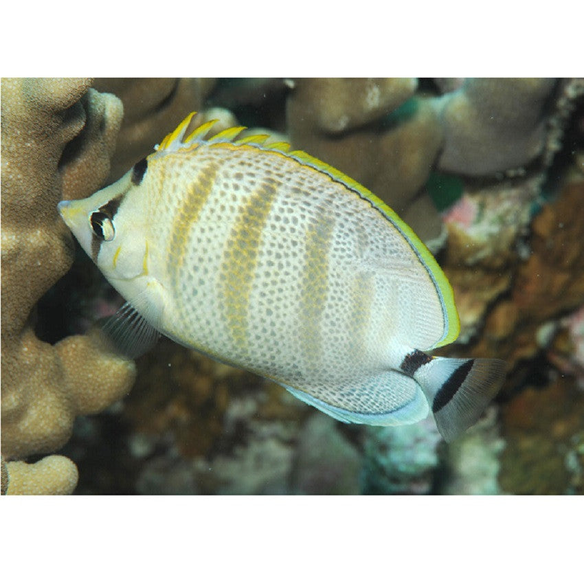 Pebbled Butterflyfish - Violet Aquarium