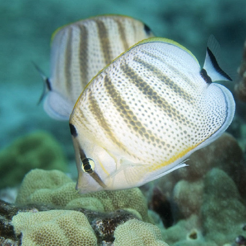 Pebbled Butterflyfish - Violet Aquarium