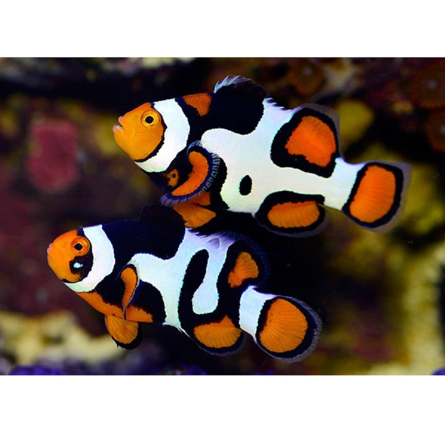 Picasso Clownfish - Violet Aquarium