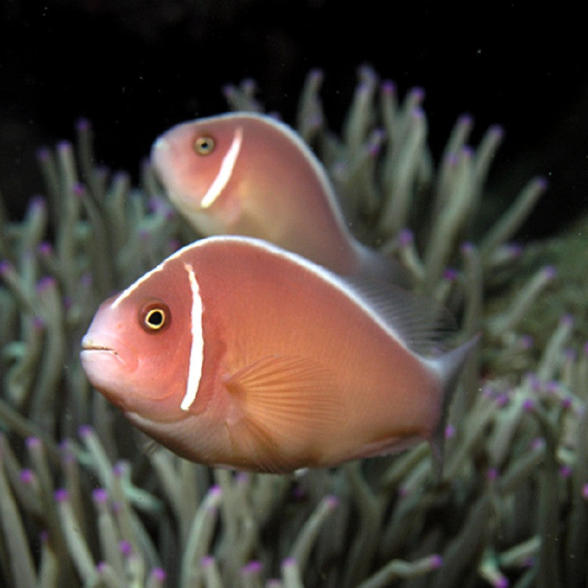 Pink Skunk Clownfish - Violet Aquarium