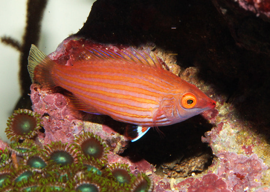 Pink-Streaked Wrasse Size: Tiny 1" or Below