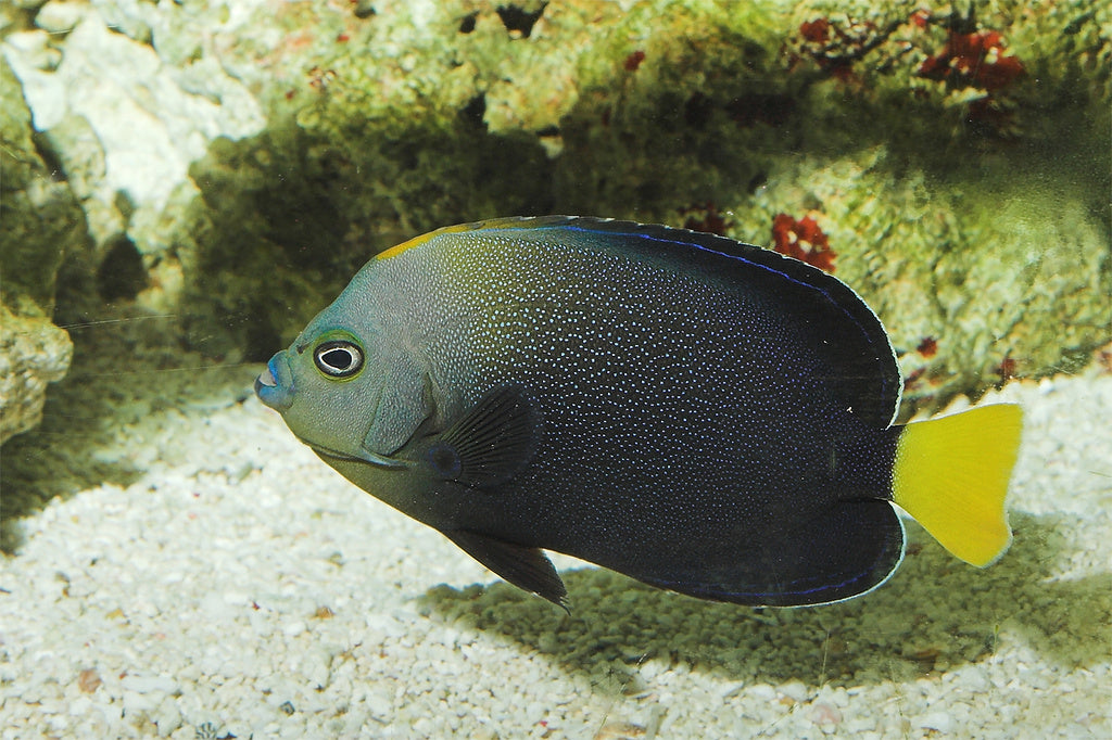 Yellowtail Poma Angelfish - Violet Sea Fish and Coral