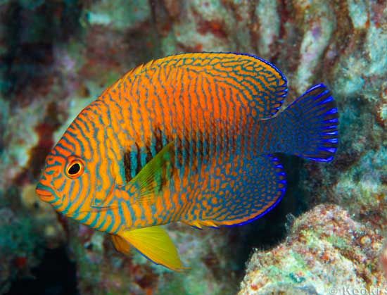 Potter's Angelfish - Violet Aquarium