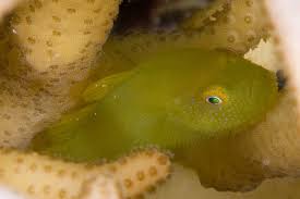 Emerald Coral Goby - Violet Sea Fish and Coral