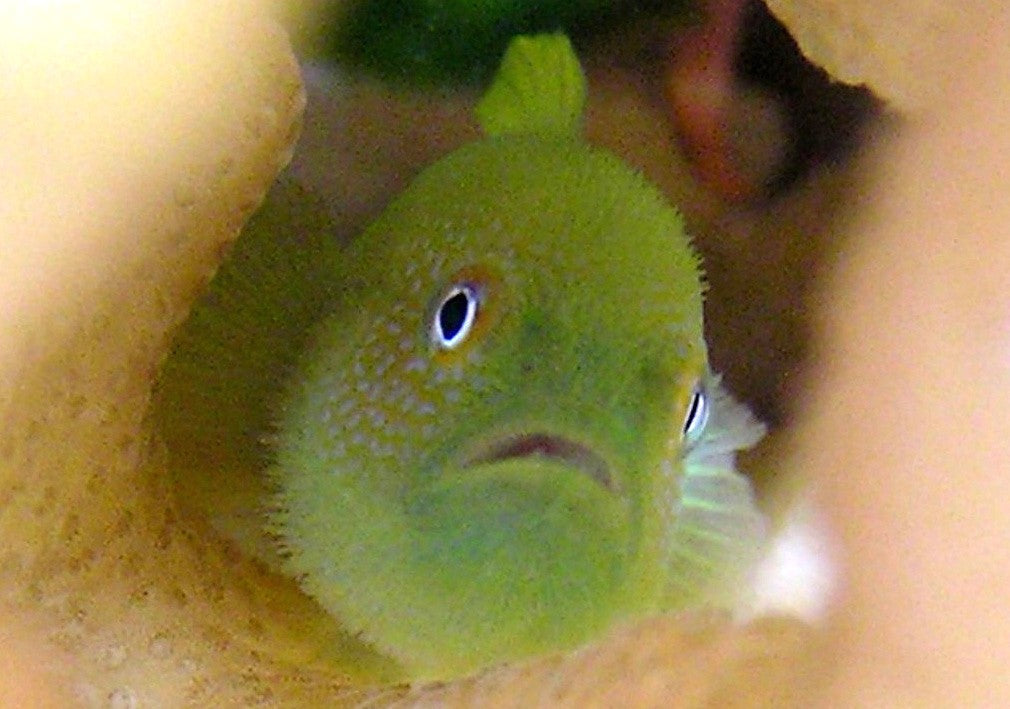 Emerald Coral Goby - Violet Sea Fish and Coral