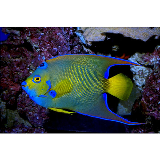 Queen Angelfish - Violet Aquarium