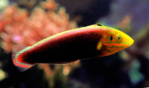 Radiant Wrasse (Africa)Size: Tiny 1" or Below