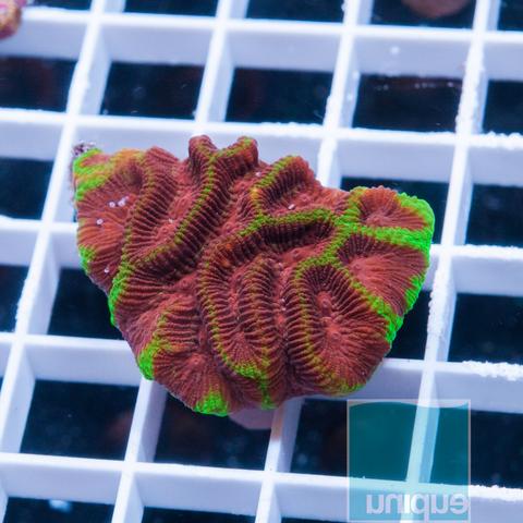 Red Platygyra Coral - Violet Sea Fish and Coral