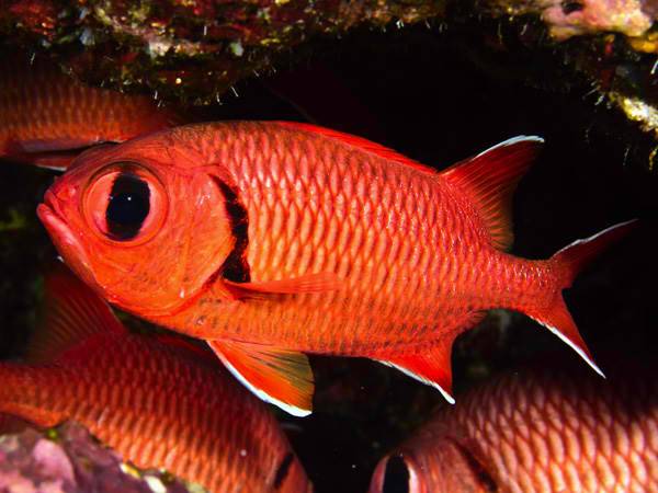 Red Soldier Fish Size: S 2