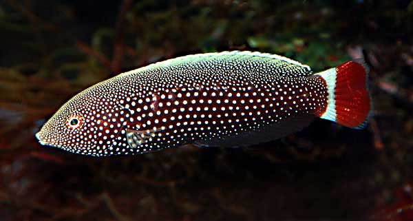 Redtail Tarmarin Wrasse - Violet Aquarium