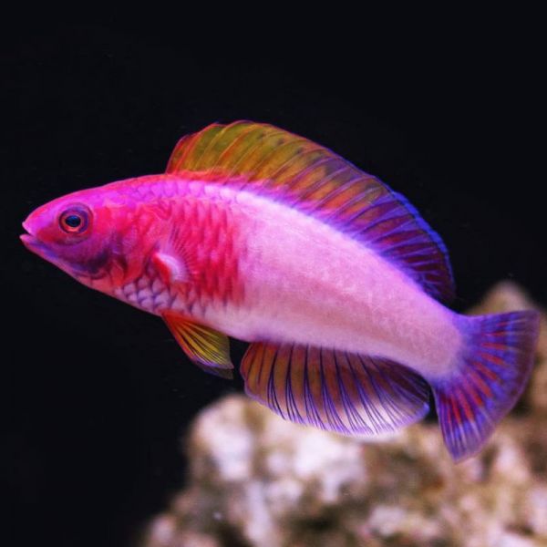 Red Velvet Fairy Wrasse Fish - Violet Aquarium