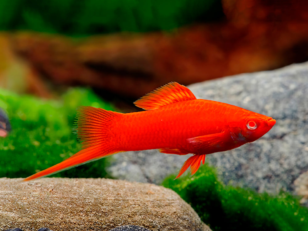 Red Eye Swordtail