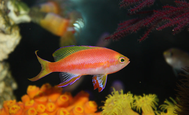 Resplendent Anthias – Violet Aquarium