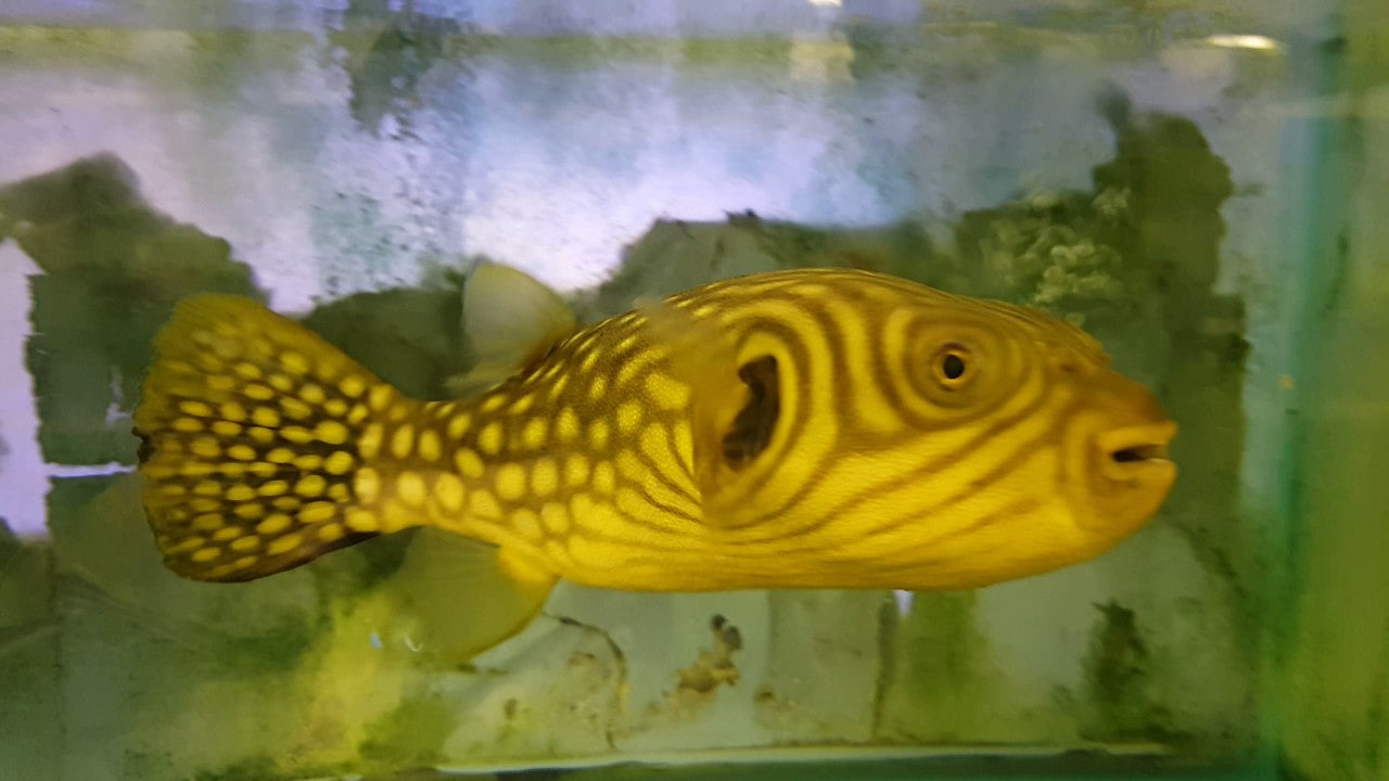 Reticulated Puffer Fish Show Size (Maldives) - Violet Sea Fish and Coral