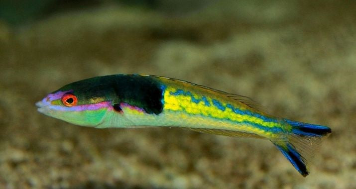 Royal Pencil Wrasse (Male) 3" to 6"