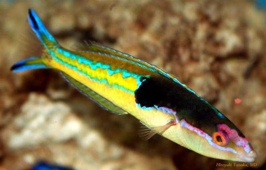 Royal Pencil Wrasse (Male) 3" to 6"