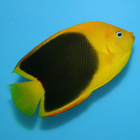 Rock Beauty Angelfish - Violet Aquarium