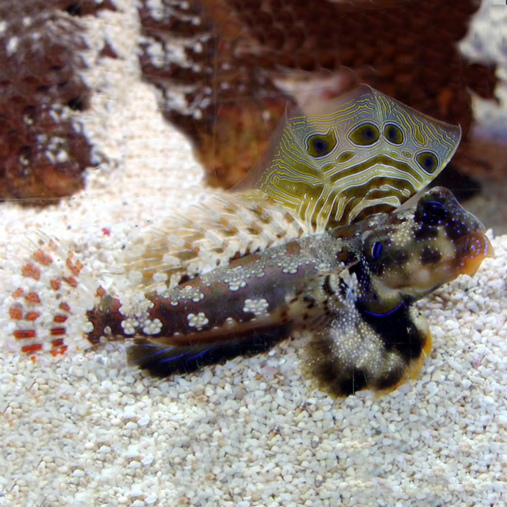 Scooter Blenny Dragonet - Violet Aquarium