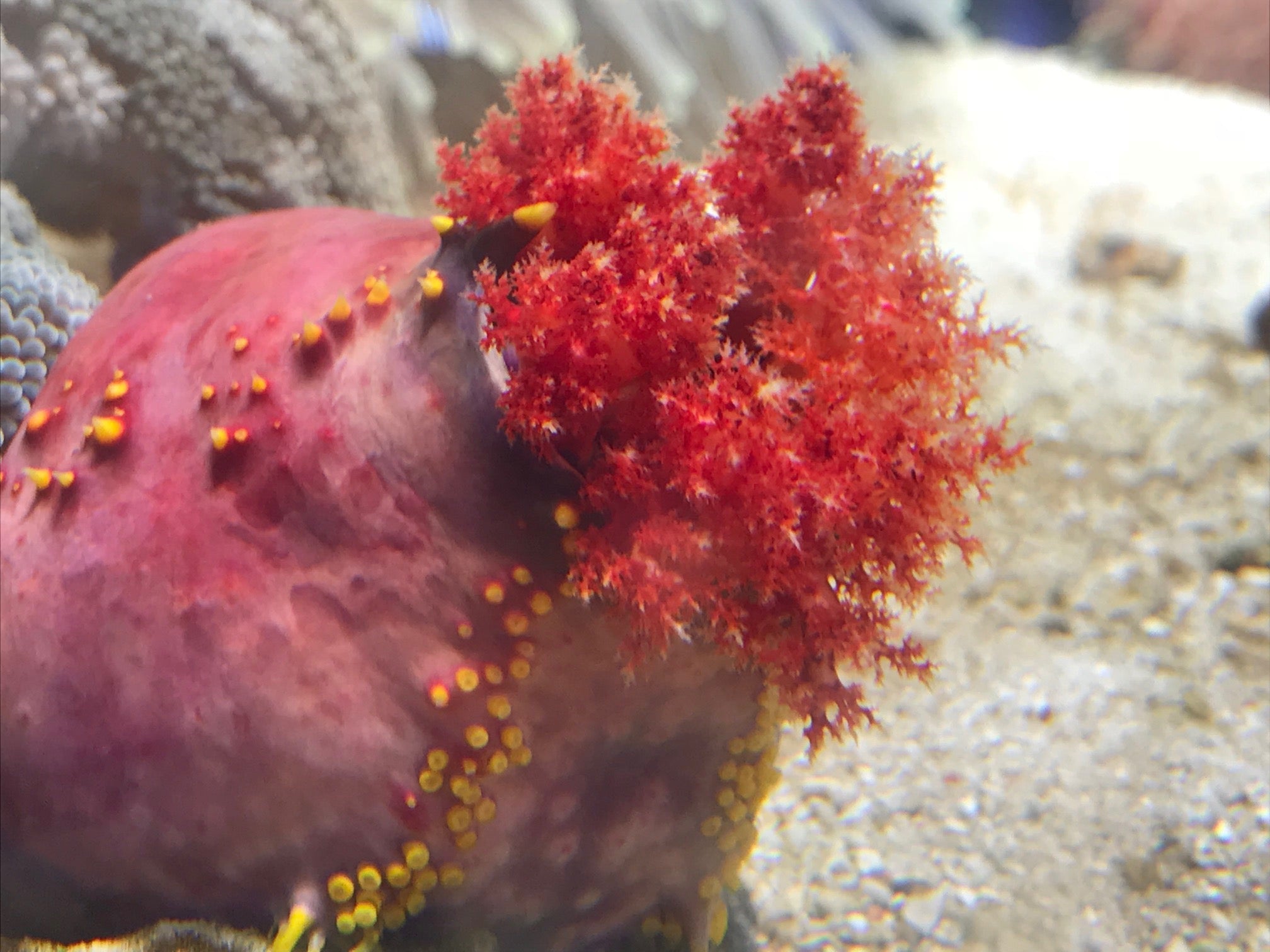 Sea Apple Anemone Size: L – Violet Aquarium