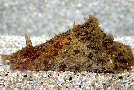 Green Sea Hare - Violet Sea Fish and Coral