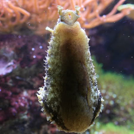 Green Sea Hare - Violet Sea Fish and Coral