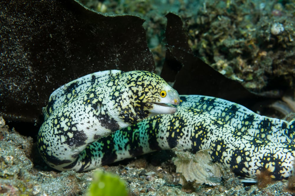 Snowflake Eel - Violet Sea Fish and Coral