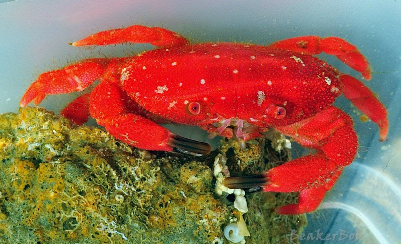 Strawberry Crab – Violet Aquarium